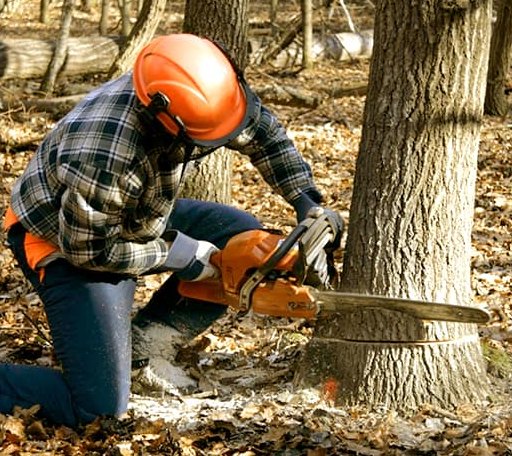 Tree Removal in Pickerel, WI